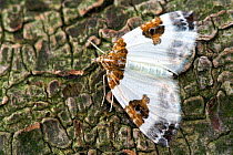 Blue-bordered Carpet Moth (Plemyria rubiginata). Belgium, July.