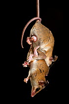 Pair of mating Mouse Opossums (Marmosops cf. noctivagus) hanging from prehensile tail. Ecuador,