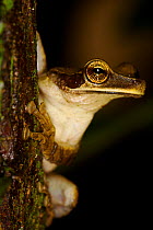 Manaus Slender-legged Treefrog (Osteocephalus taurinus) portrait. Ecuador, January.