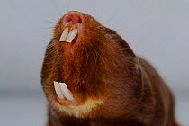Mole Rat (Fukomys micklemi) baring its teeth in a threat posture. Belgium. Captive.