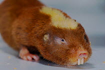Mole Rat (Fukomys micklemi) portrait. Belgium. Captive.