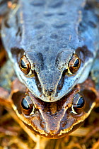 Portrait of pair of Moor Frogs (Rana arvalis) in amplexus. Belgium, March.