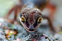 Banded Ground Gecko (Geckoella deccanensis) portrait. Western Ghats, India, July.