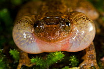 Male Humayun's Wrinkled Frog (Nyctibatrachus humayuni) calling, vocal sac inflated. Western Ghats, India.