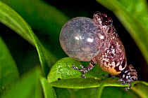 Male Bombay Bubble-nest Frog (Raorchestes bombayensis) calling, vocal sac inflated. Western Ghats, India.