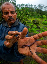 Local guide showing a Caecilian (Indotyphlus maharashtraensis) in his hand. Western Ghats, India.