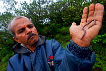 Local guide showing a Caecilian (Indotyphlus maharashtraensis) in his hand, Western Ghats, India.