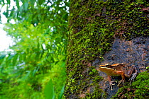 Trivandrum / Golden Frog (Hylarana aurantiaca) on mossy tree trunk. Western Ghats, India.