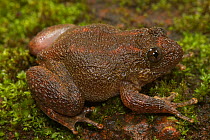 Humayun's Wrinkled Frog (Nyctibatrachus humayuni). Western Ghats, India.