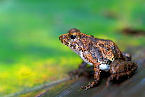 Horned Puddle Frog (Phrynobatrachus calcaratus). Atewa Forest Reserve, Ghana.