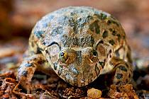 Crowned Bullfrog (Hoplobatrachus occipitalis) portrait. Bobiri Butterfly Sanctuary, Ghana.