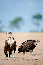 Two Hooded Vultures (Necrosyrtes monachus). Ghana, October.
