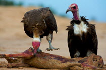 Hooded Vultures (Necrosyrtes monachus) feeding on dead dog. Ghana, October.