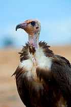 Hooded Vulture (Necrosyrtes monachus) portrait. Ghana, October.