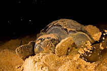 Female Olive Ridley Turtle (Lepidochelys olivacea) covering her eggs with sand. Ghana, October.