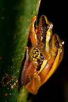Mating pair of Baumann's Reed Frogs (Hyperolius baumanni). Ghana, October.