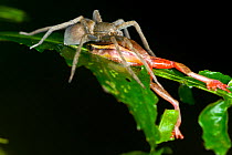Male Baumann's Reed Frog (Hyperolius baumanni) caught and consumed by a huntsman spider. Amedzofe, Ghana.