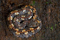Hognosed Pit Viper (Porthidium nasutum) coiled. Ecuador, South America.