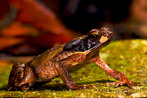 Truando Toad (Rhaebo / Bufo haematiticus). Ecuador, South America.