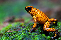 Brightly Coloured Poison-Dart Frog (Oophaga sylvatica). Ecuador, South America.
