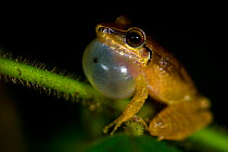 Male Cachabi Robber Frog (Pristimantis achatinus) calling, vocal sac inflated. Ecuador, South America.