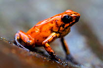 Brightly Coloured Poison-Dart Frog (Oophaga sylvatica). Ecuador, South America.
