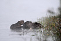 Two Eurasian beavers (Castor fiber) at river edge, Allier river, France, July