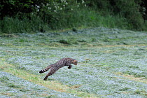 Wild cat (Felis silvestris) pouncing in field, sequence 1/3, Vosges, France, May