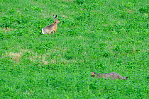 Wild cat (Felis silvestris) stalking European hare (Lepus europaeus) in field, Vosges, France, June