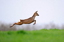 Female Roe deer (Capreolus capreolus) leaping, Vosges, France, April