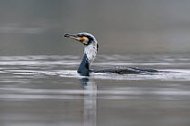 Great cormorant (Phalacrocorax carbo) on water, Allier river, France, February