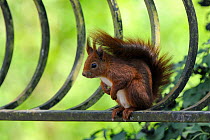 Red squirrel (Sciurus vulgaris) sitting on metal railing, Vosges, France, April
