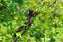 Red squirrel (Sciurus vulgaris) black morph, climbing branch, Vosges, France, April