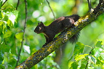 Red squirrel (Sciurus vulgaris) black morph, on branch, Vosges, France, April