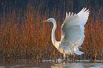 Great egret (Ardea alba) flapping wings, Vosges, France, March