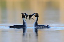 Great crested grebe (Podiceps cristatus) pair displaying with pondweed in their beaks, Vosges, France, March