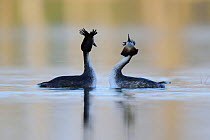 Great crested grebe (Podiceps cristatus) pair displaying, Vosges, France, March