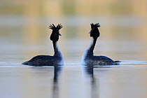 Great crested grebe (Podiceps cristatus) pair displaying, Vosges, France, March