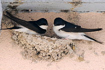 House martin (Delichon urbicum) pair on unfinished nest, Vosges, France, May