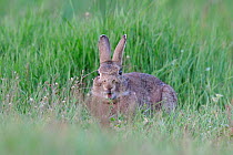 European rabbit (Oryctolagus cuniculus) feeding in grass, Allier, France, April