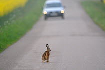 European hare (Lepus europaeus) on road with car approaching, Vosges, France, April