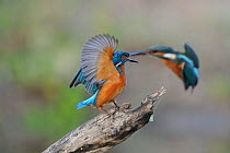 Common kingfisher (Alcedo atthis) reacting to approaching kingfisher, Allier river, France, July