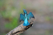 Common kingfisher (Common kingfischer) rear view, perched on branch drying wings, Allier river, France, July