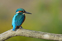 Common kingfisher (Alcedo atthis) perched on branch, Allier river, France, July