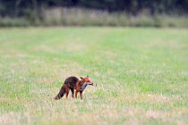 Red fox (Vulpes vulpes) in field with earthworm prey, Vosges, France, June