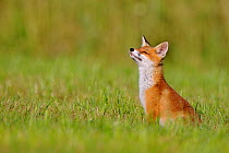 Red fox (Vulpes vulpes) sitting with nose in the air, Vosges, France, July