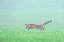 Red fox (Vulpes vulpes) pouncing while hunting in field, Vosges, France, August
