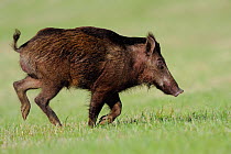 Wild boar / Domestic pig hybrid (Sus scrofa) running, Vosges, France, May