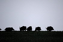 Group of Wild boar (Sus scrofa) silhouetted, Vosges, France, June