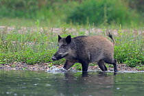 Wild boar (Sus scrofa) walking in river, Allier River, France, July